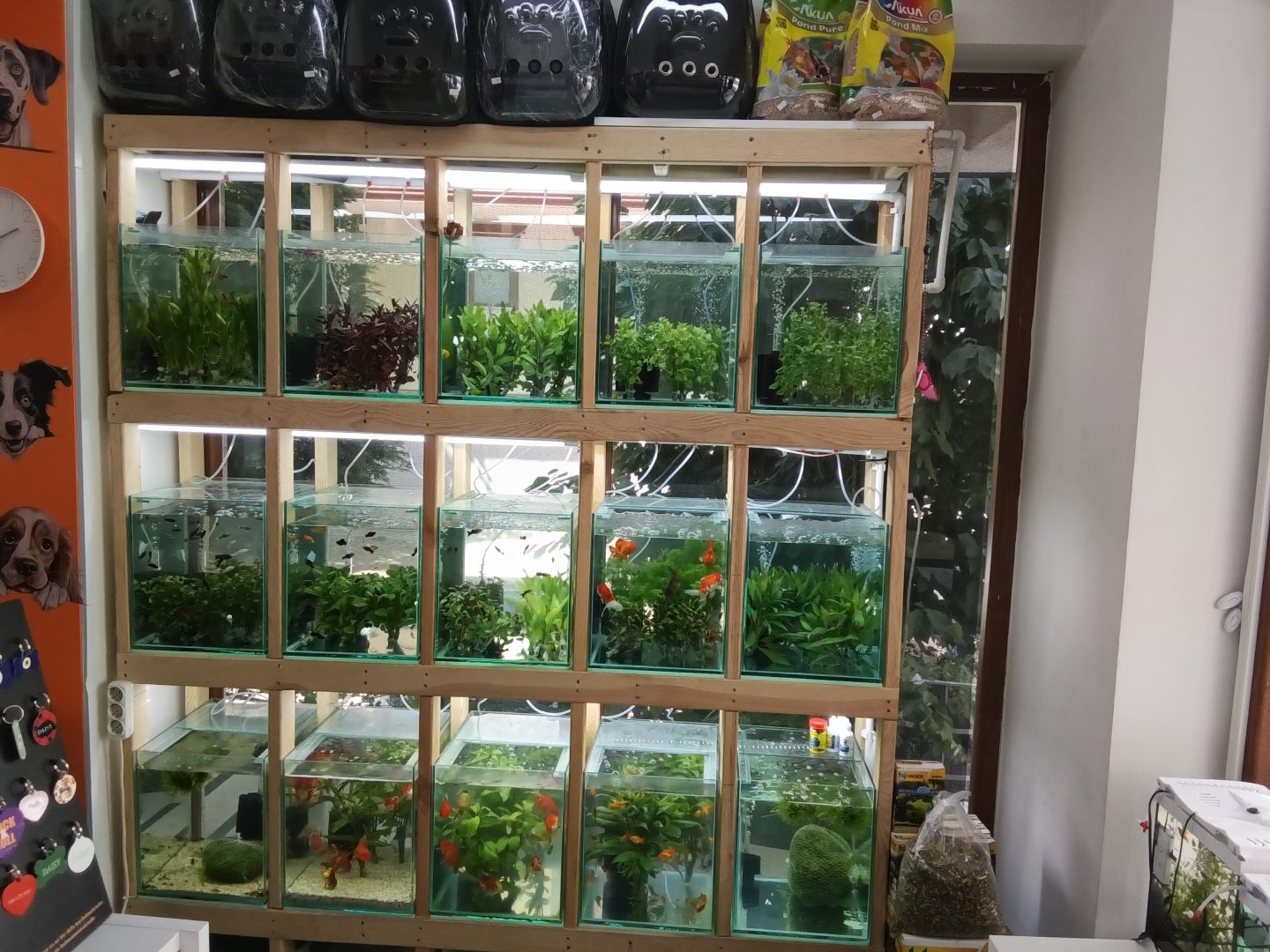 Akvaryum balığı ve bitki çeşitleri